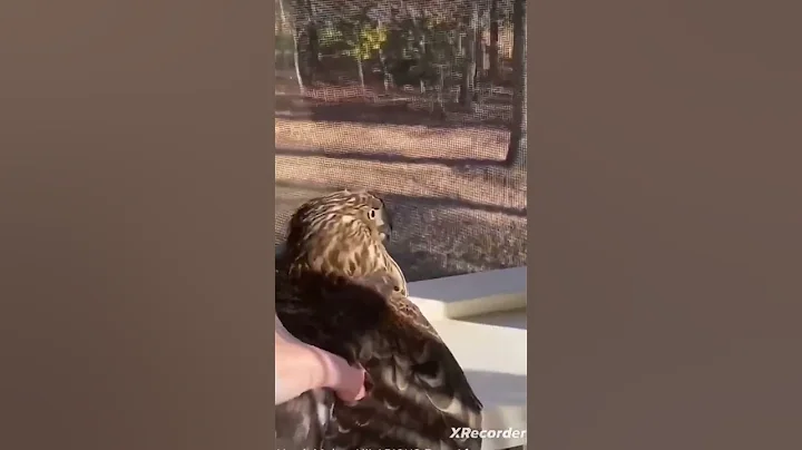 hawk makes hilarious face after being rescued! #birds #short#pets