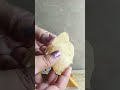 satisfying video l chips # short