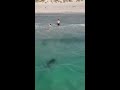 Horrifying Moment Tiger Shark Swims Close To Family At Perth Beach