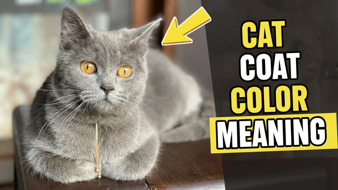 Your Cat’s Color Tells You More Than You Think!🐱🎨