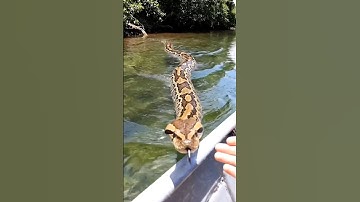 The Big Python Meets a Man! #shorts #shortvideo #short #shorts2025 #shortsviral #viralvideo #viral