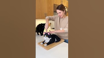 When she tried to cut the cat cake…