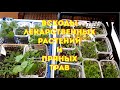 01.03.2023 Всходы лекарственных растений 🌿 и пряных культур.