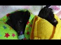 Christmas wishes with radar ears squirmy baby bat twins and summer storms