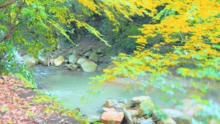 【癒し自然音】心がリラックスできる川のせせらぎ「睡眠、リラクゼーション、疲労回復、ストレス解消、作業用」
