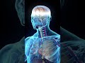 Function of Brain | What are the function of Humen Brain