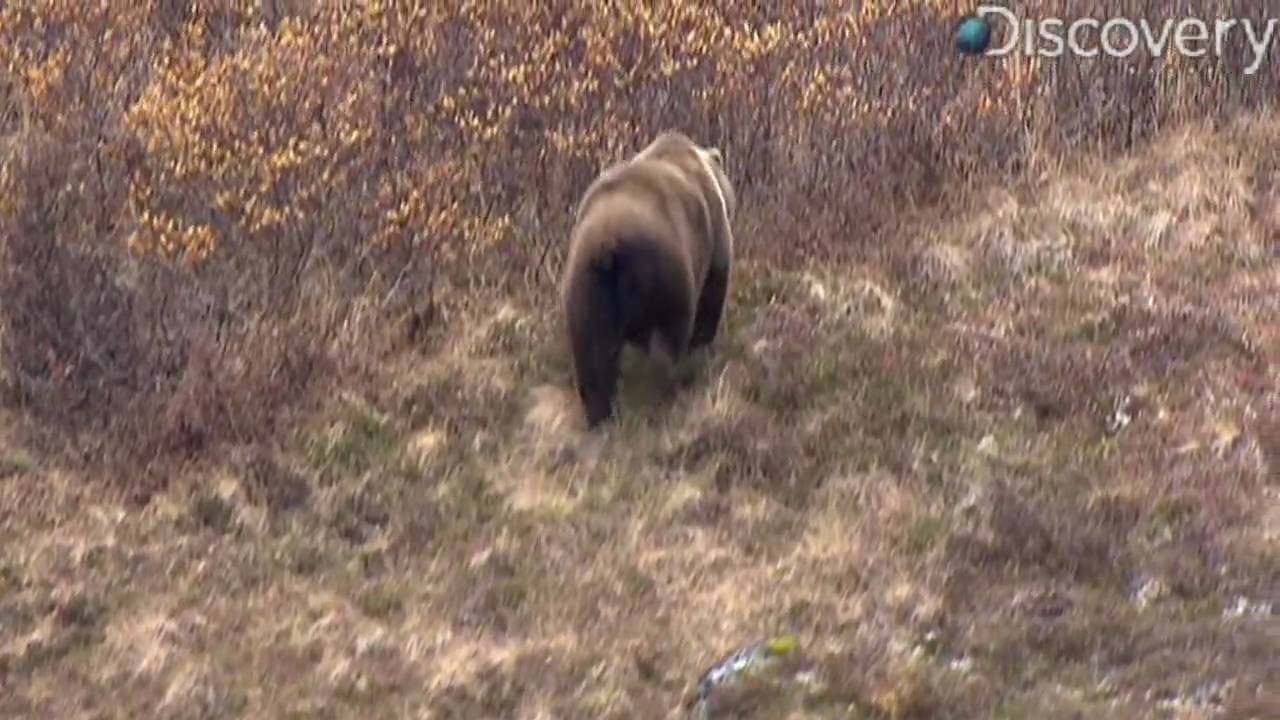 How to Survive a Bear Attack YouTube