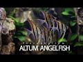 Altum angelfish aquarium  altum angelfish tank