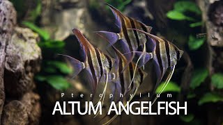 Altum Angelfish Aquarium | Altum Angelfish Tank