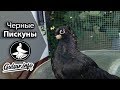 ЧЕРНЫЕ ДВУХЧУБЫЕ ПИСКУНЫ / ЖУКИ / PIGEONS / TAUBE #Gulsarinfo©