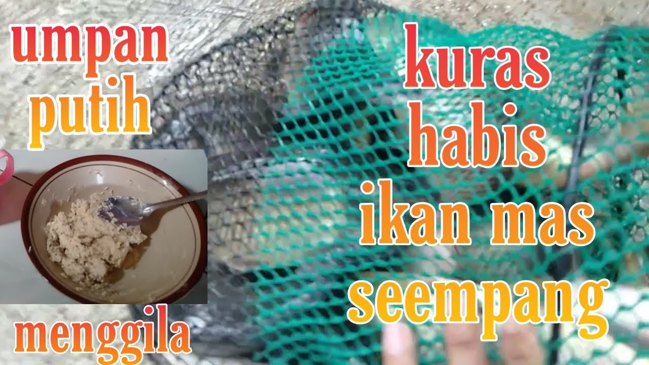 umpan putih ikan mas si penguras habis ikan mas seempang