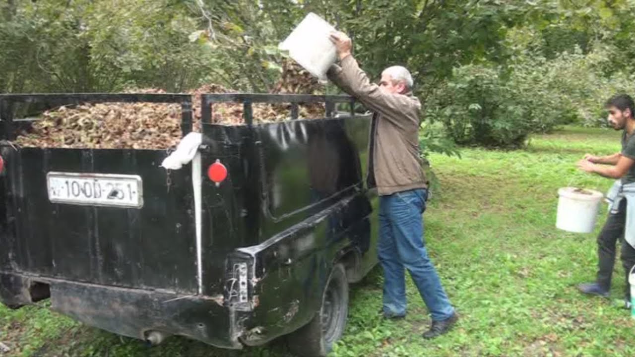 Qaxda fındıq yığımına başlanılıb