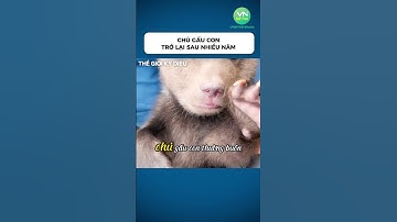 Chú gấu con trở lại sau nhiều năm #shorts #khamphathegioikydieu