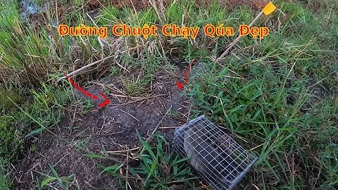Bẫy chuột trên bờ đê ngây Bảo, gió muốn bay bẫy luôn #đồngcárô