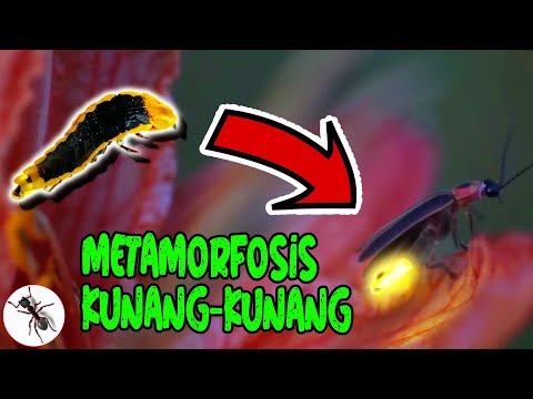 Video: Apakah glow worm sama dengan kunang-kunang?