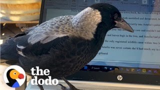 Wild Magpie Flies Into This Woman's House Every Day For A Visit | The Dodo