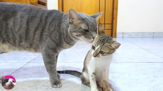 When a Rescued Kitten was Introduced to a Big Cat for the First Time, gentle and sweet older cat