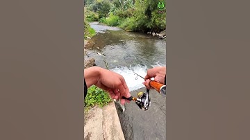 TxT Fishing | Câu lure cá mương , cá suối , giống ông nhật chưa các bác #5 #short #shorts #fishing