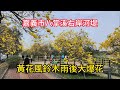 嘉義市八掌溪右岸河堤  黃花風鈴木雨後大爆花