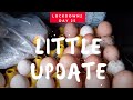 Lockdown Diary Day 25 - Morning Feeding Update