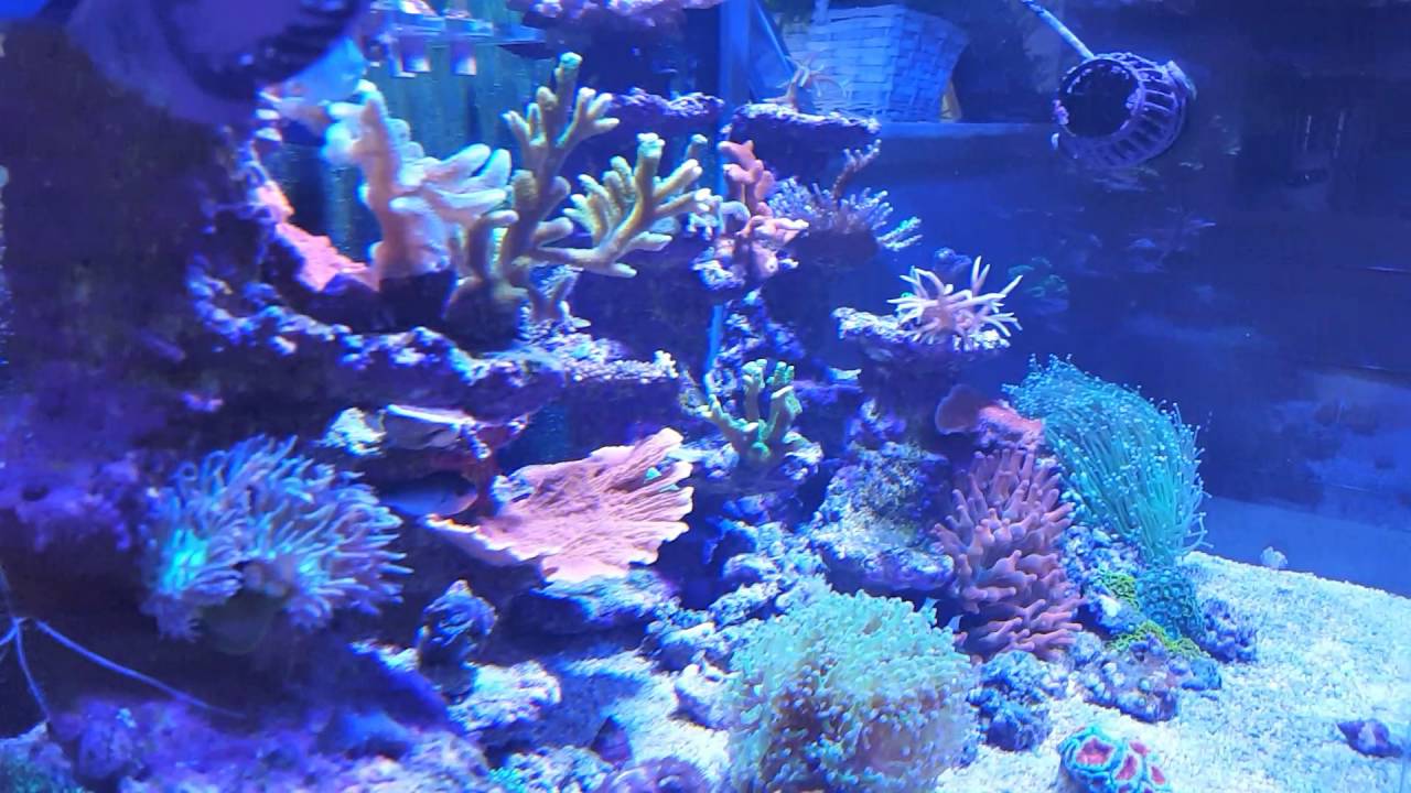 reef space 900 with