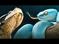 15 Snakes So Beautiful, It&rsquo;s Hard to Believe They&rsquo;re Real
