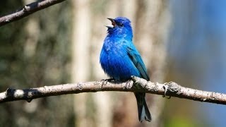 Indigo Bunting Portrait