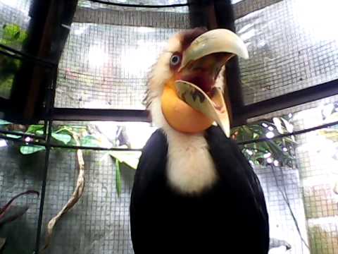 27++ Burung rangkok mini terupdate