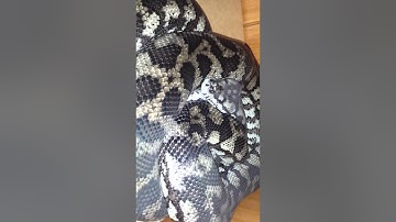 Carpet python pairing