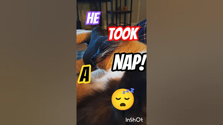 Video 11888801: kitten meow catlover siamese, siamese cat pets kitten, cat siamese kitty kitten, siamese cats pets cute, beautiful siamese cat, siamese point