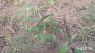 heeriye (official video) jasleen royal ft arijit singh dulquer salmaan aditya sharma taani tanvir