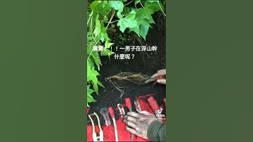 Nhân sâm ngàn năm biết chạy là thật 100%