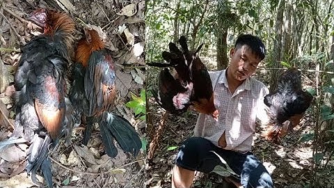 Cuab hlua kai mag qaib qu zoo tiag tiag ใส่กับดักไก่ป่าสุดยอดเลยค่ะ