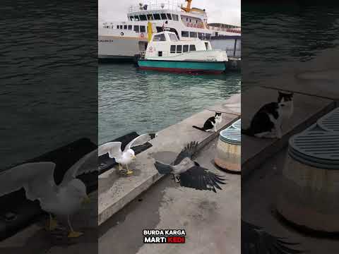 Güzel bir deniz