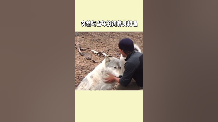 These two wolves will make you cry 😢😢| 有人性的狼 #狼 #北极狼 #shorts