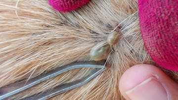 Dog Ticks Removed From Dog