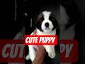 cutest pupp moments ever|pet dog shorts#shorts#viral shorts