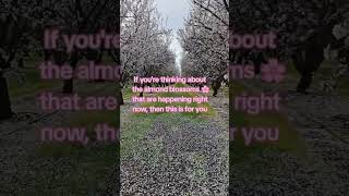 Location scouting for upcoming photoshoots in the Almond Blossoms this week! 🌸🌸 #almondblossom #phot Location scouting for upcoming photoshoots in the Almond Blossoms this week! 🌸🌸 #almondblossom #phot