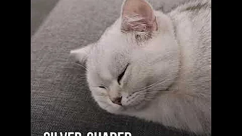 Video 699411: british long hair cat, golden cat british, silver shaded british, beautiful cat