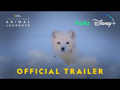 Incredible Animal Journeys | Official Trailer | National Geographic