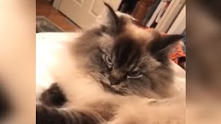 12 Minutes of Funny Cat Videos - EP 41