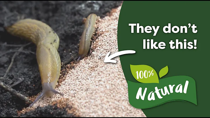 How to Control Slugs and Snails Naturally - DayDayNews