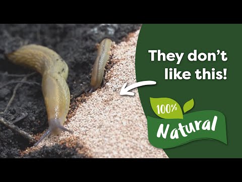 Video: Sådan bekæmper du snegle naturligt i haven