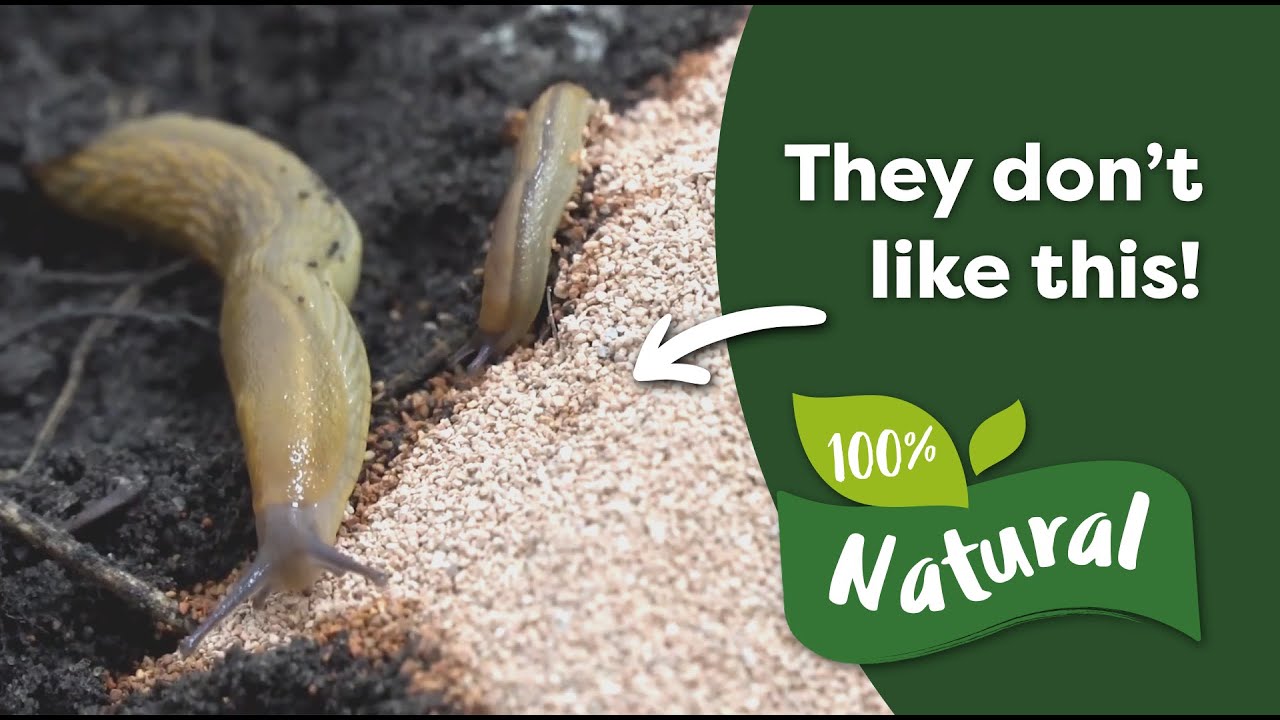 How To Control Slugs And Snails Naturally