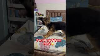 #funny #germanshepherd #gsds #puppy #pets #gsd #cute #comedy #love #cutedog #animals #belgianshepard