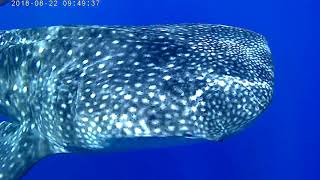 The Biggest Shark In The World ... Whale Shark, Egypt Close By Sataya