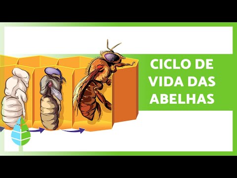 CICLO de VIDA das ABELHAS 🐝 (Rainhas, Operárias e Zangões)