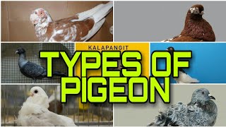 TYPES OF PIGEON / TOP LIST PIGEONS
