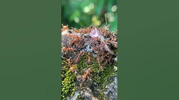 Amazing the colony of ants work together #wildlifecloseup #nature #macroanimals #insects #ants