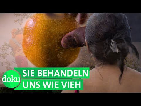 Video: Welches ist der größte Kaffee produzierende Bundesstaat Indiens?